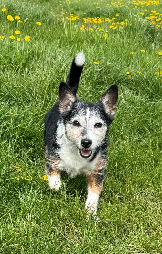 Bild von Jack