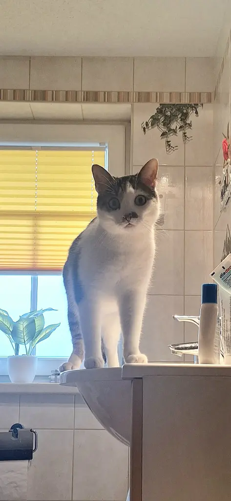 Bild von Eddy