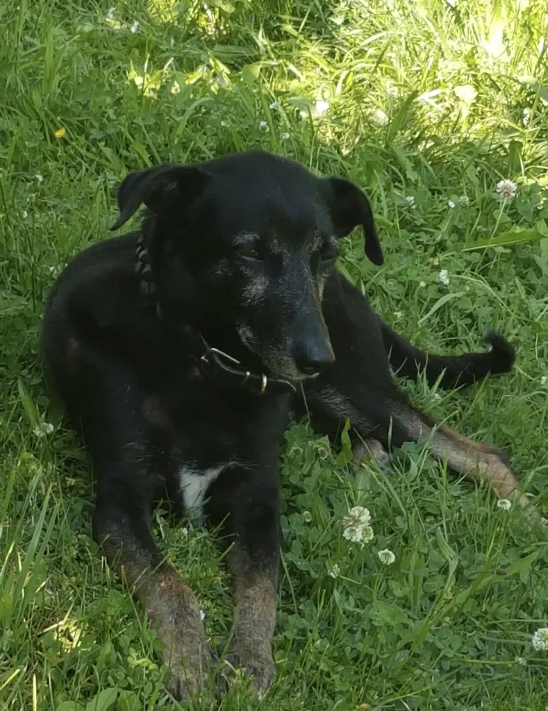 Bild von Romy