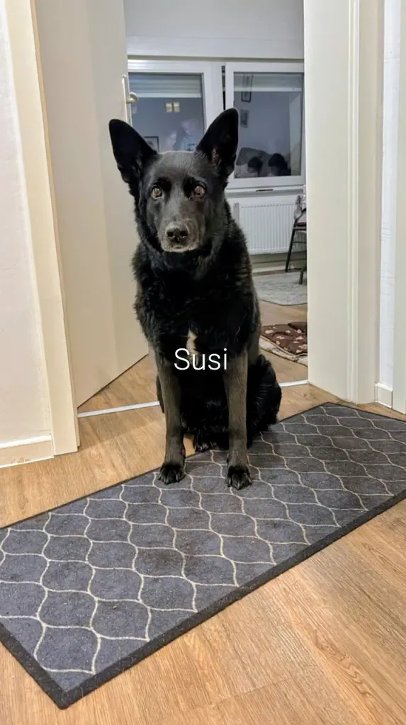 Bild von Susi