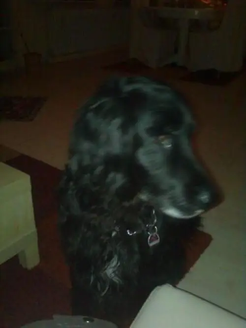Image from Merlin