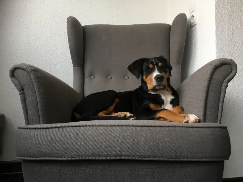Bild von Pino