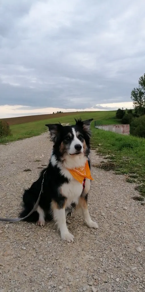 Bild von Teddy