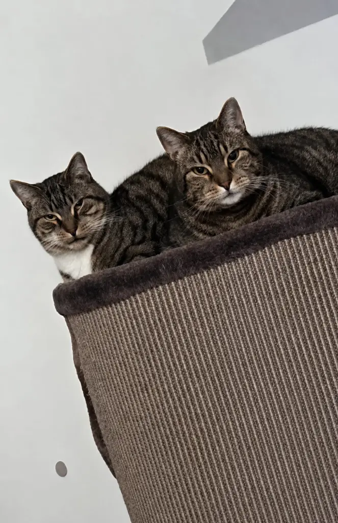 Image from Hannes & Nico