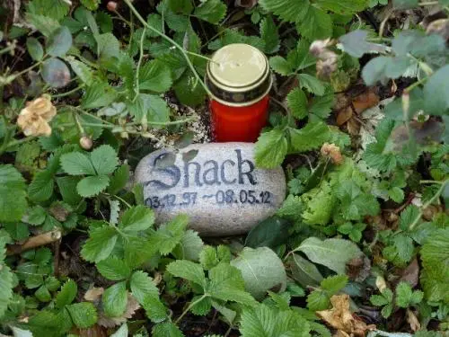 Image from Shack