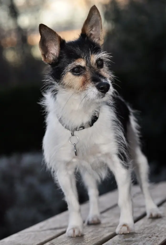 Bild von Nelly