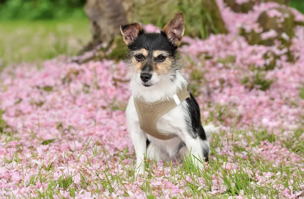 Bild von Nelly