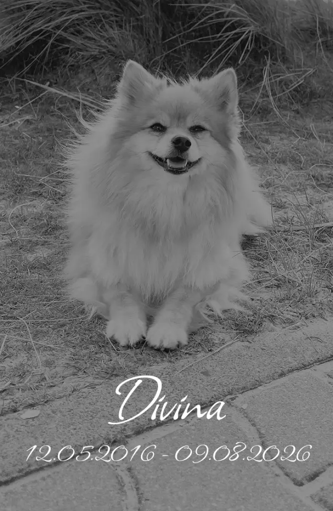 Bild von Divina