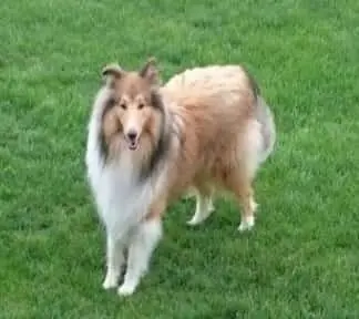 Bild von Duke