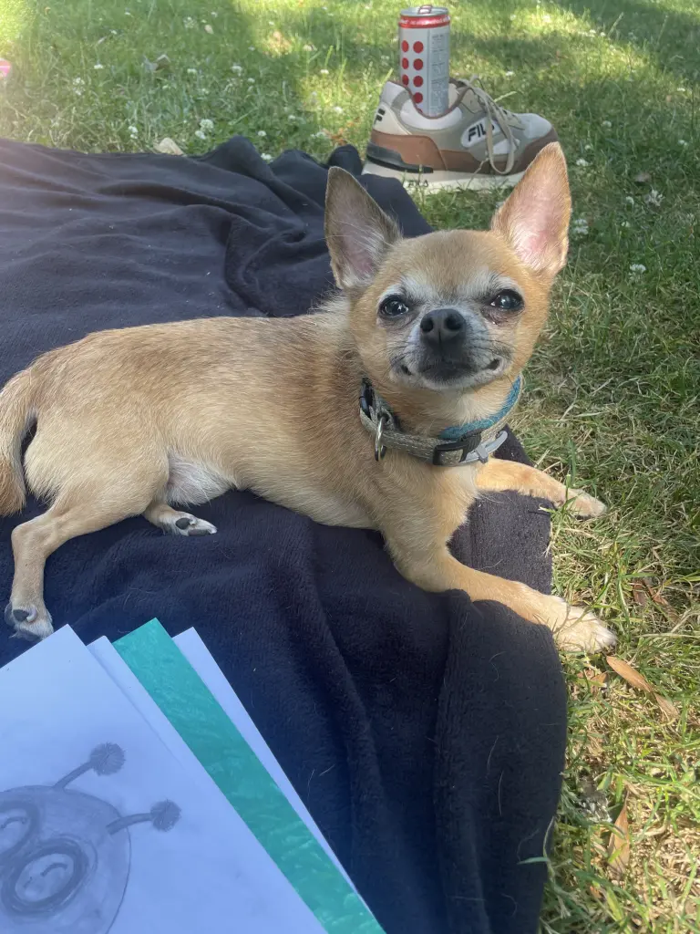 Bild von Sammy
