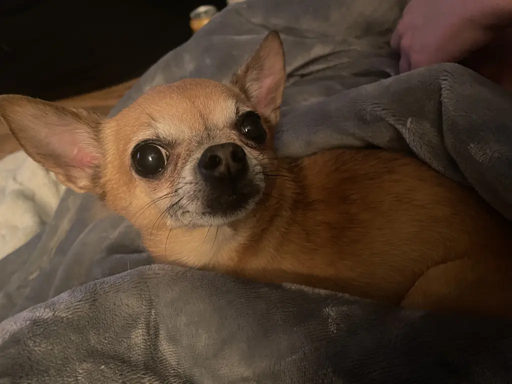 Bild von Sammy