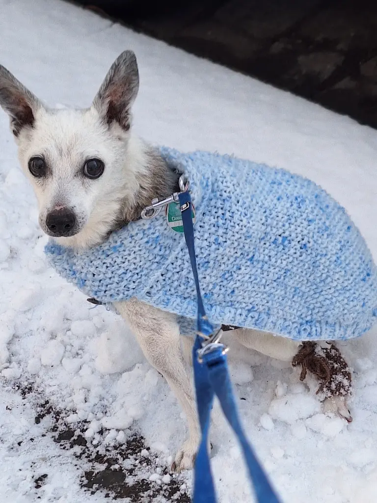 Dein letzter Winter.