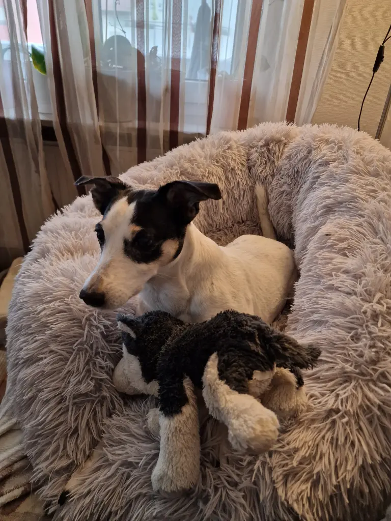 Bild von Daisy