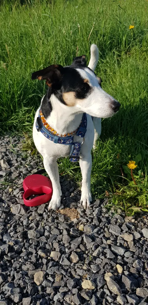 Bild von Daisy