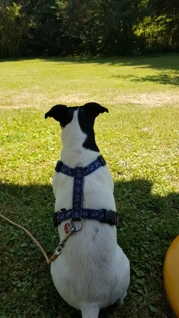 Bild von Daisy