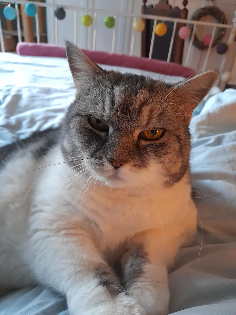 Bild von Lilli