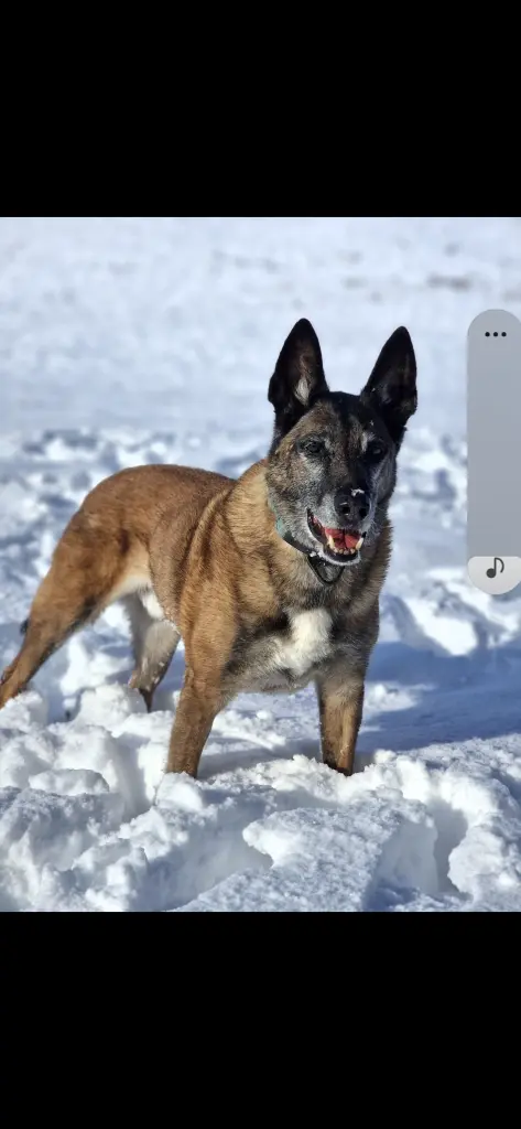 Bild von Zorro