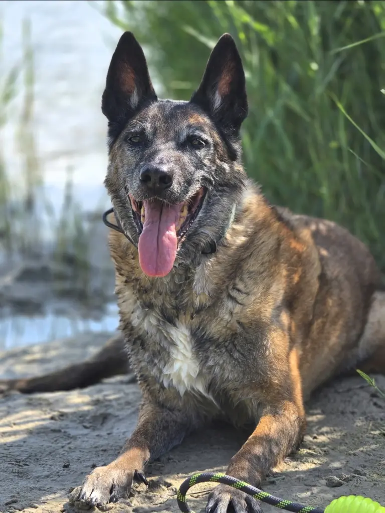 Bild von Zorro