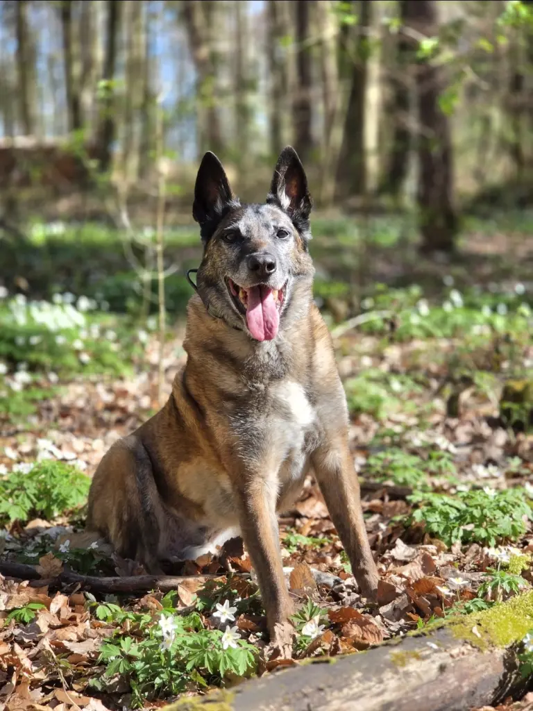 Bild von Zorro