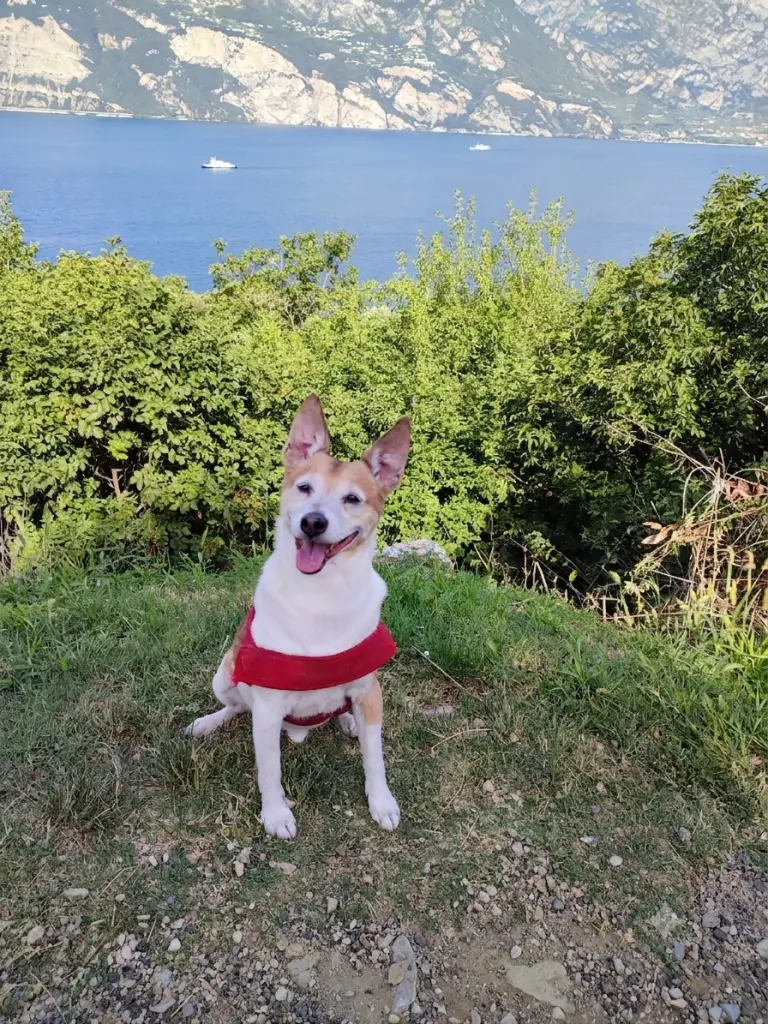 Bild von Milo