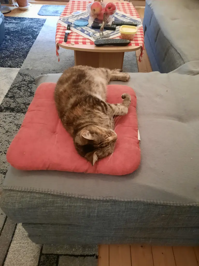 Charlies erster Tag bei mir.