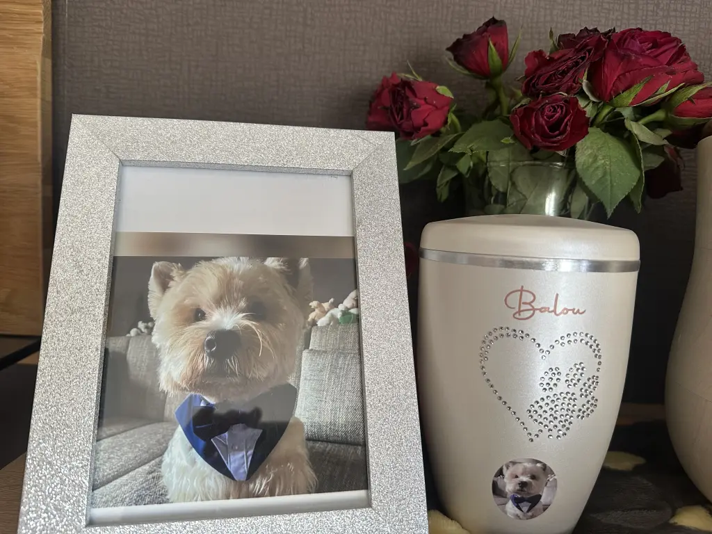 Image from Balou