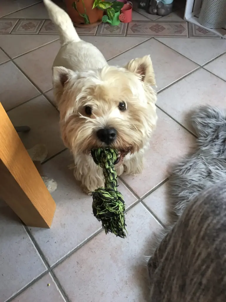 Image from Balou