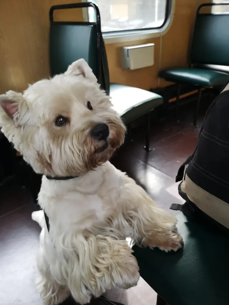 Image from Balou
