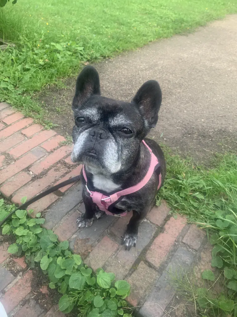 Bild von Molly