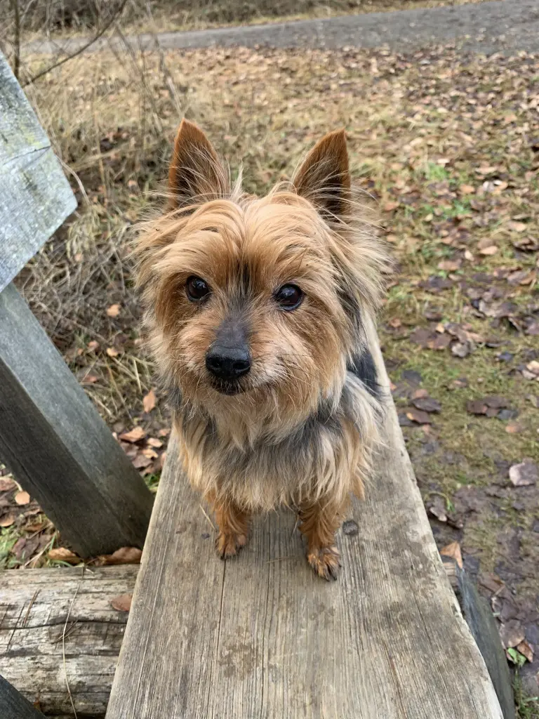 Bild von Pandoro
