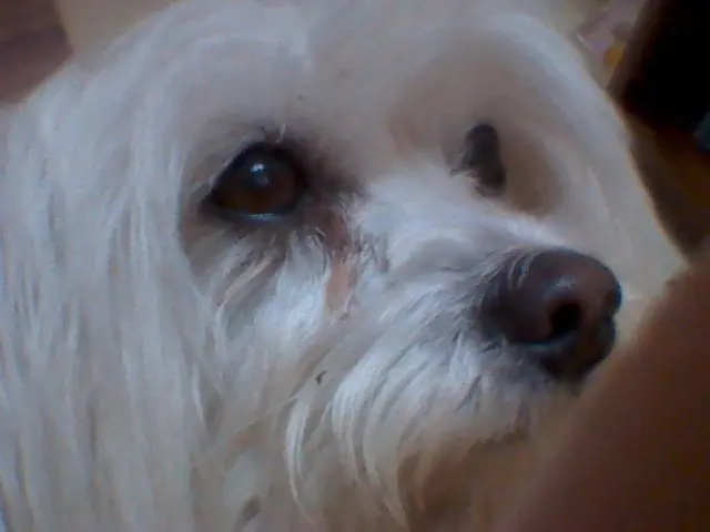 Image from Chica