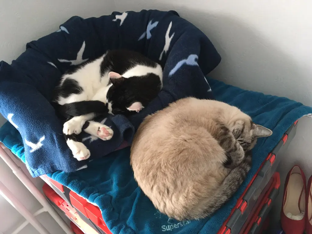 Lilly und Thyson