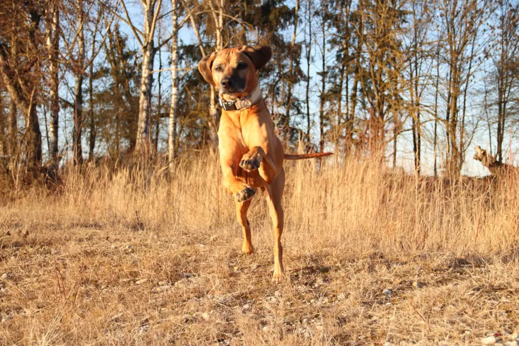 Bild von Ivie