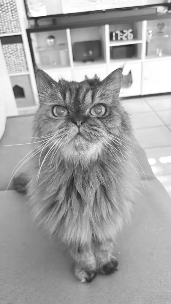 Bild von Cookie