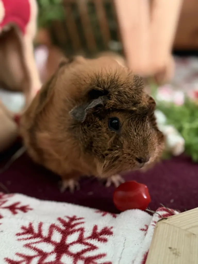Bild von Toffee