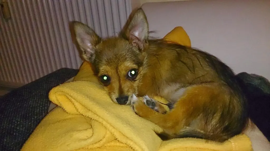 Bild von Bobby