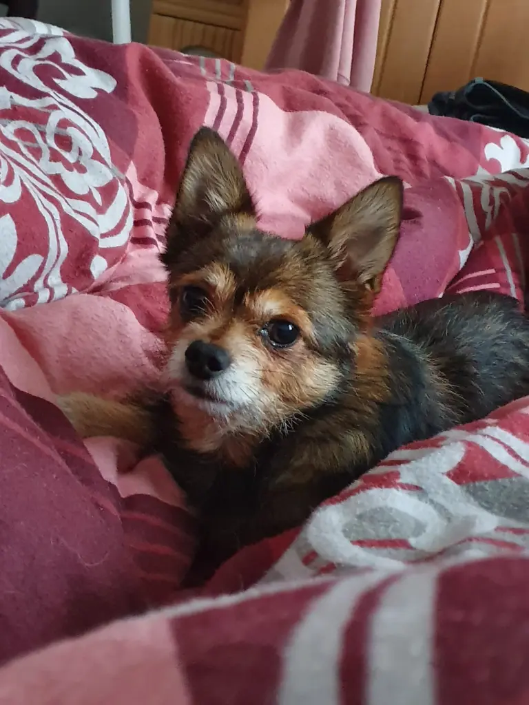 Bild von Bobby