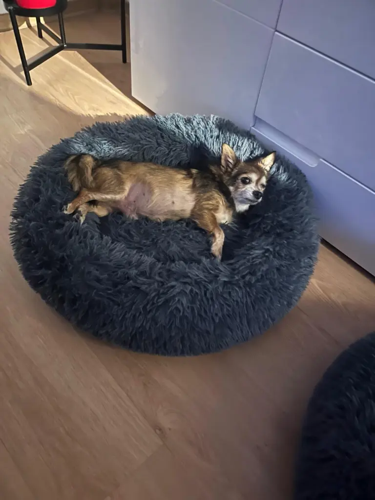 Bild von Bobby
