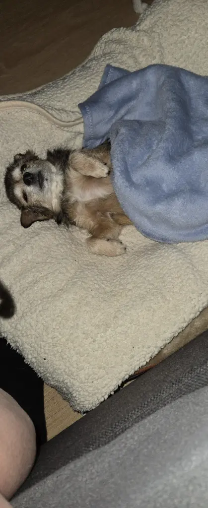 Bild von Bobby