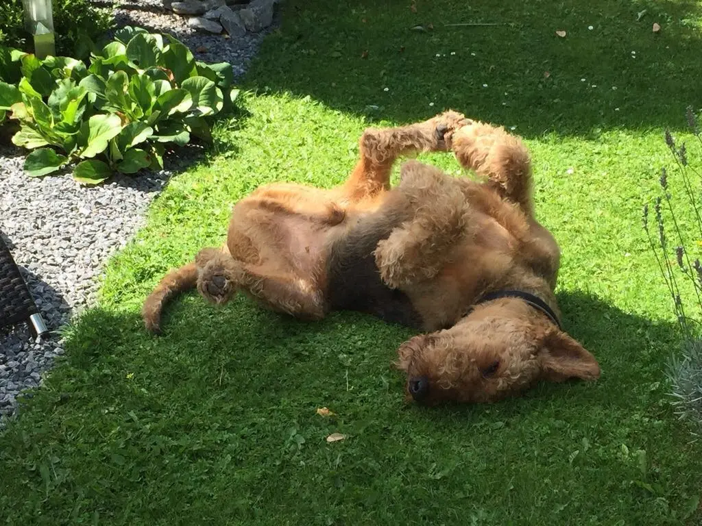 Andachtsbild von Gabi mit Max im Herzen
