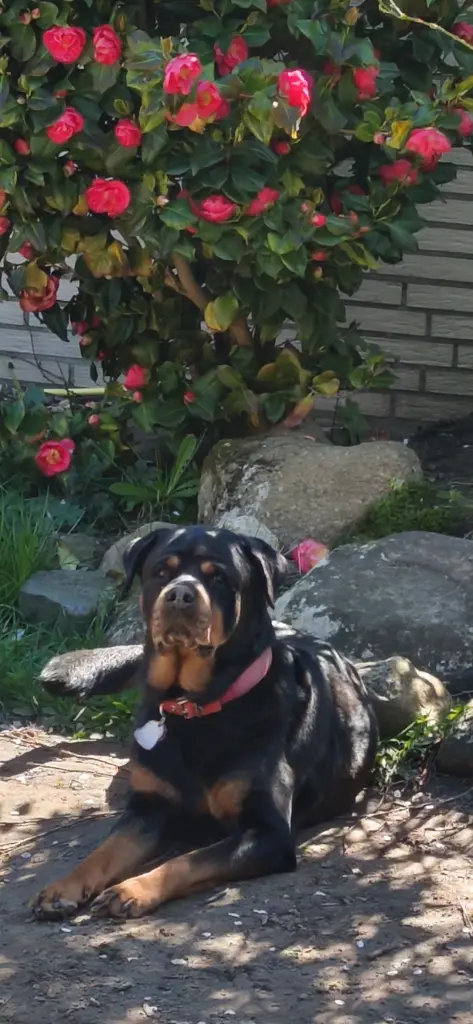 Andachtsbild von Anka