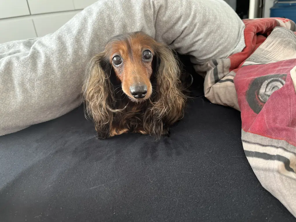 Bild von Sandy