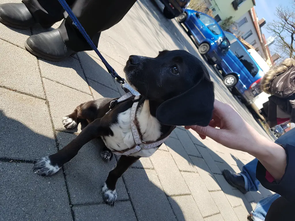 Bild von Stella