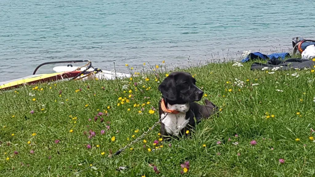 Bild von Stella
