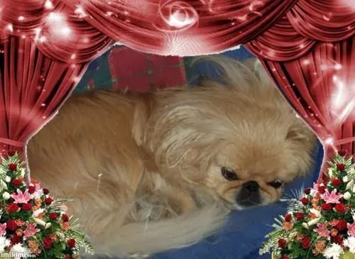 Image from ? meine besondere Pekinesin Sina ?