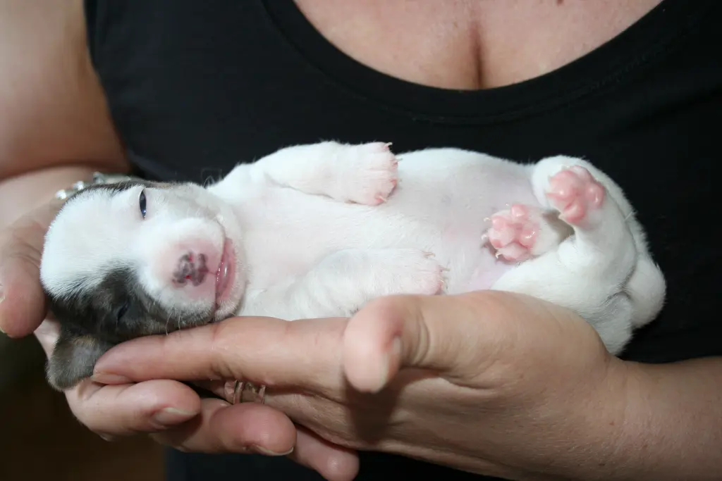 Bild von Pepper