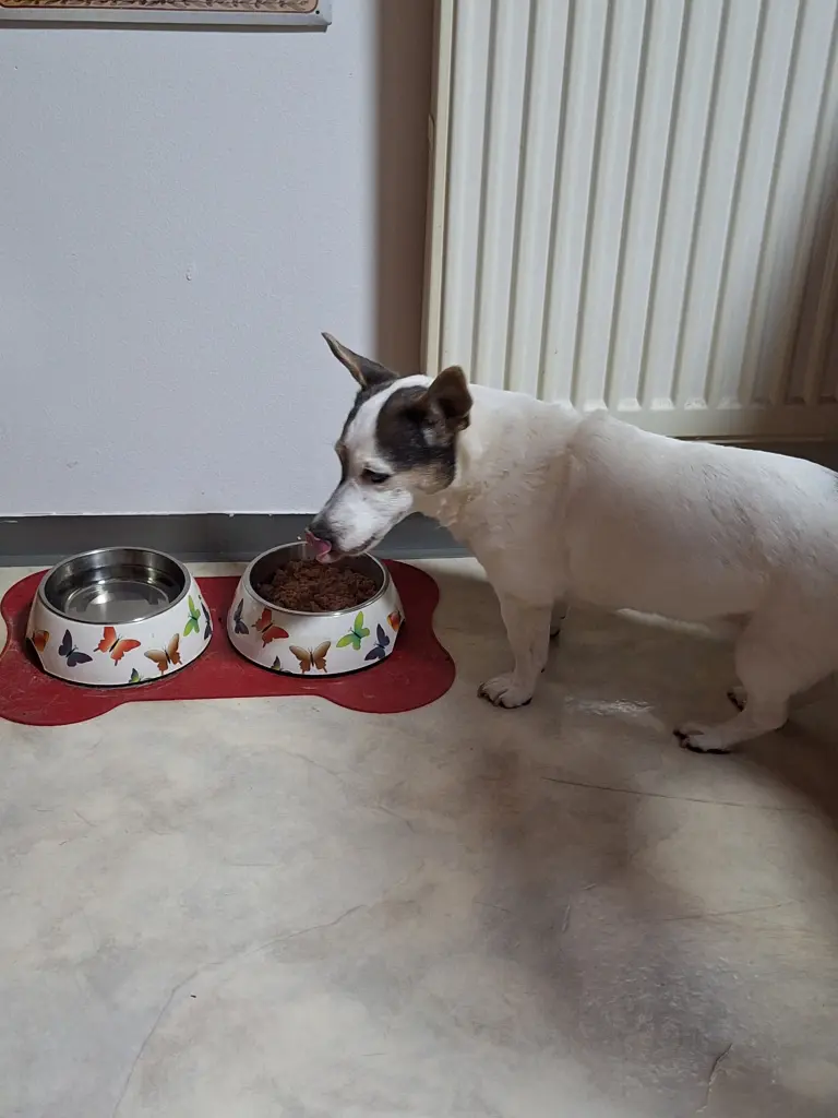 Pepper 17 Jahre alt