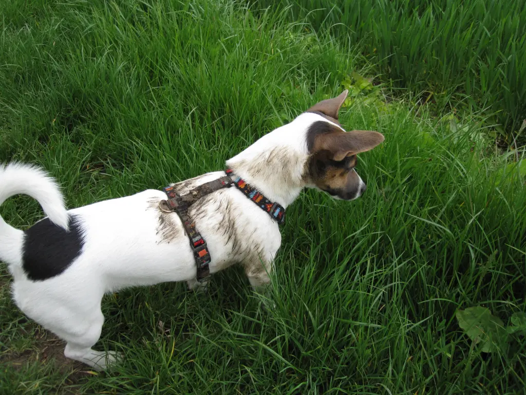Pepper der Dreckspatz