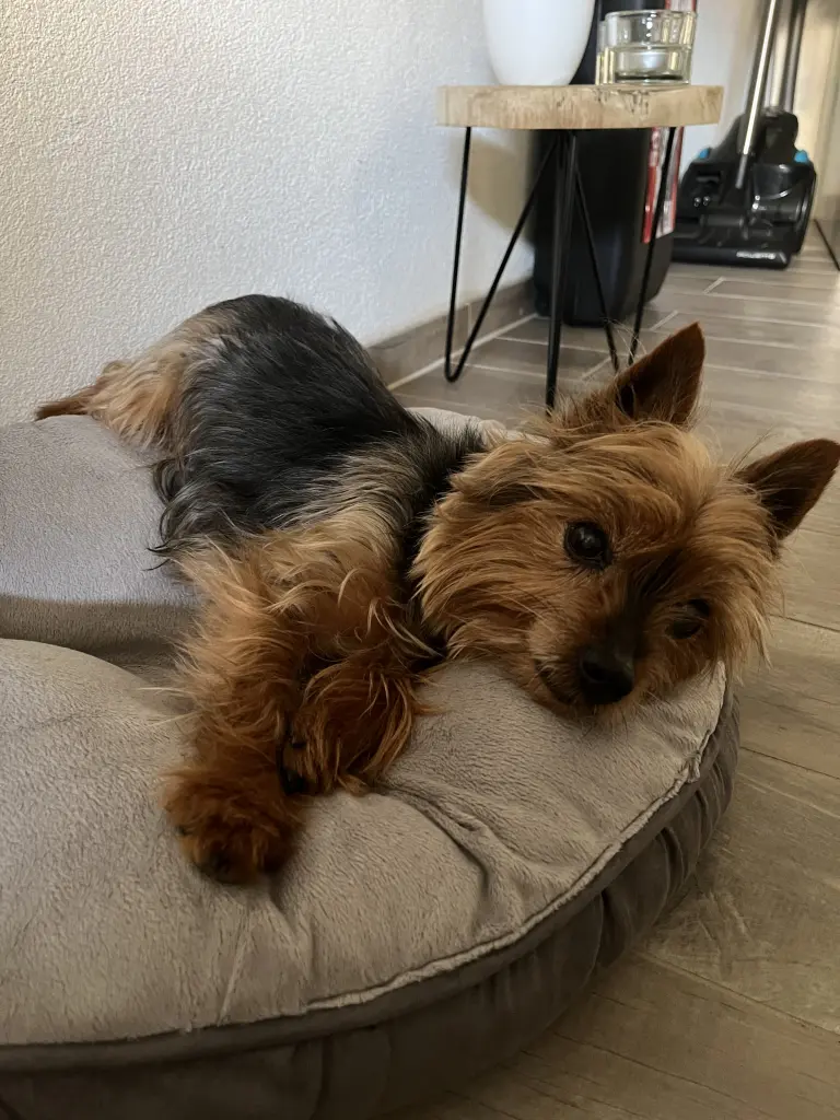 Image from Pandoro