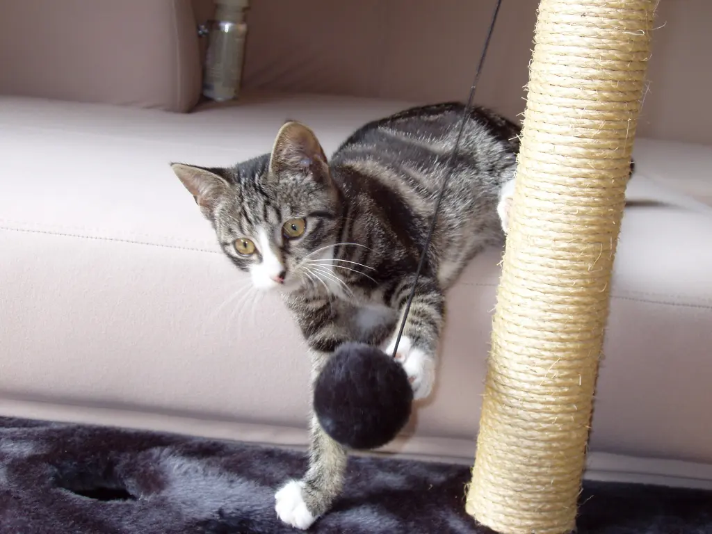 Bild von Stella
